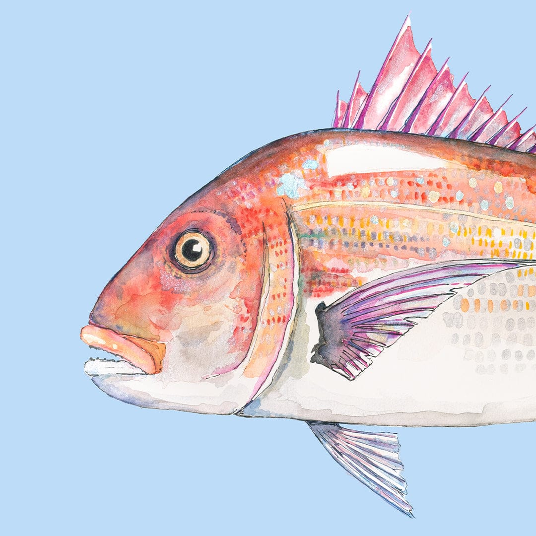 'Snip' Snapper (Blue background) Art Print by Colin McKay