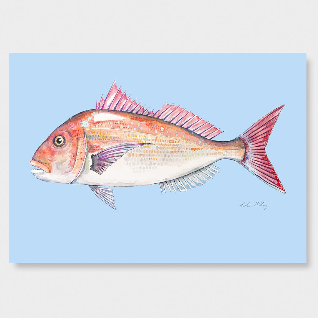 'Snip' Snapper (Blue background) Art Print by Colin McKay