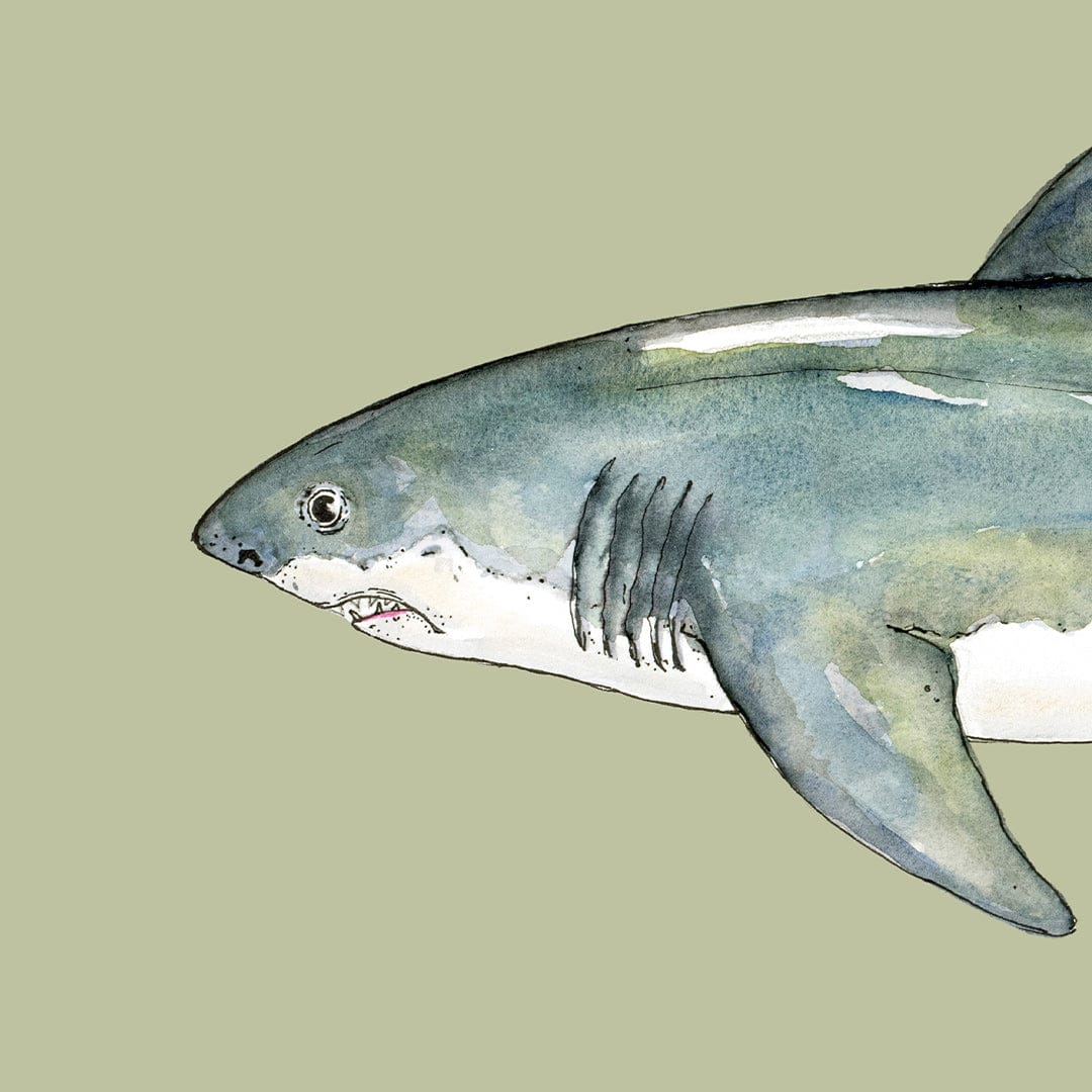 'Susie' Great White Shark (Olive background) Art Print by Colin McKay