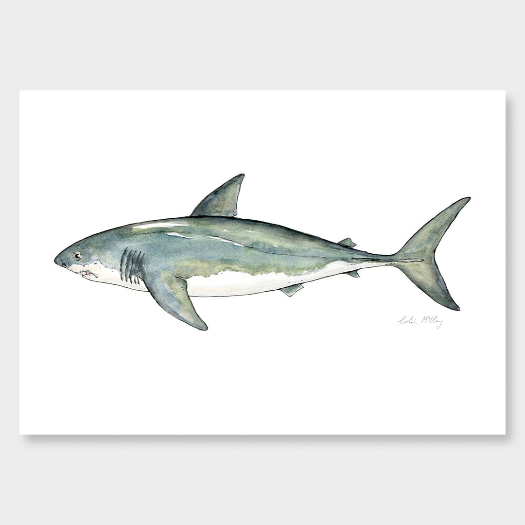 'Susie' Great White Shark Art Print by Colin McKay
