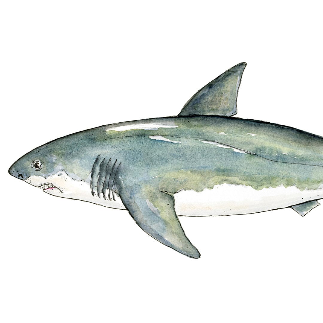 &#39;Susie&#39; Great White Shark Art Print by Colin McKay