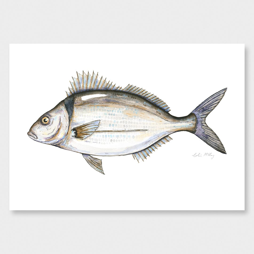 'Timmy' Tarakihi Art Print by Colin McKay