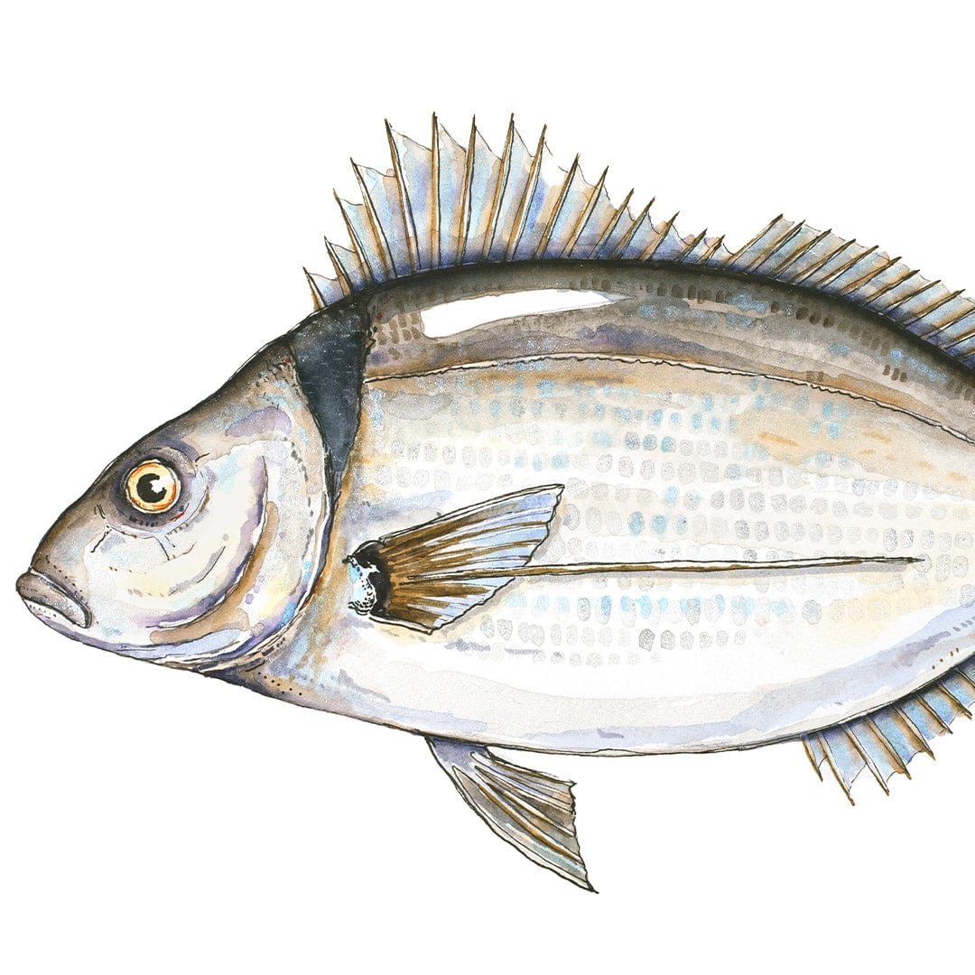 &#39;Timmy&#39; Tarakihi Art Print by Colin McKay
