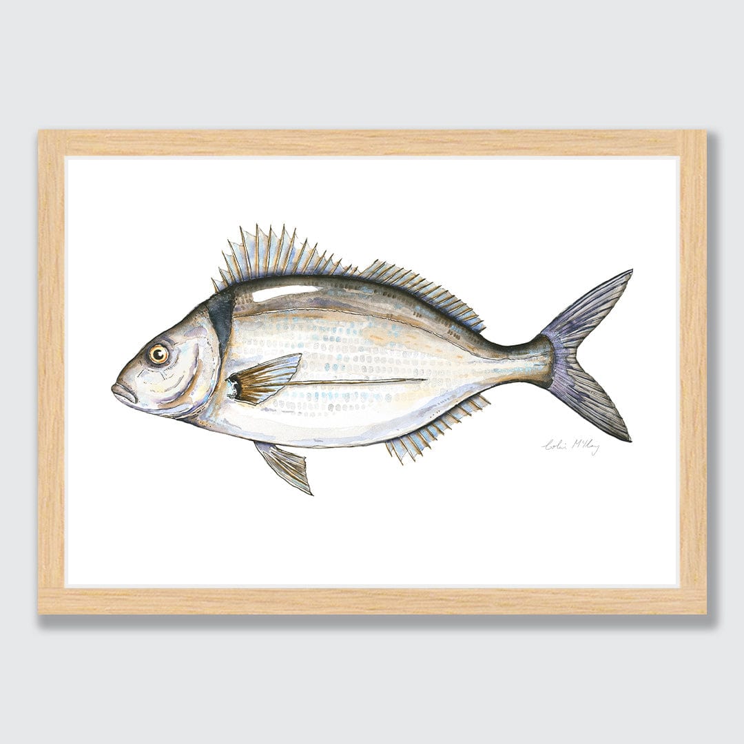 'Timmy' Tarakihi Art Print by Colin McKay