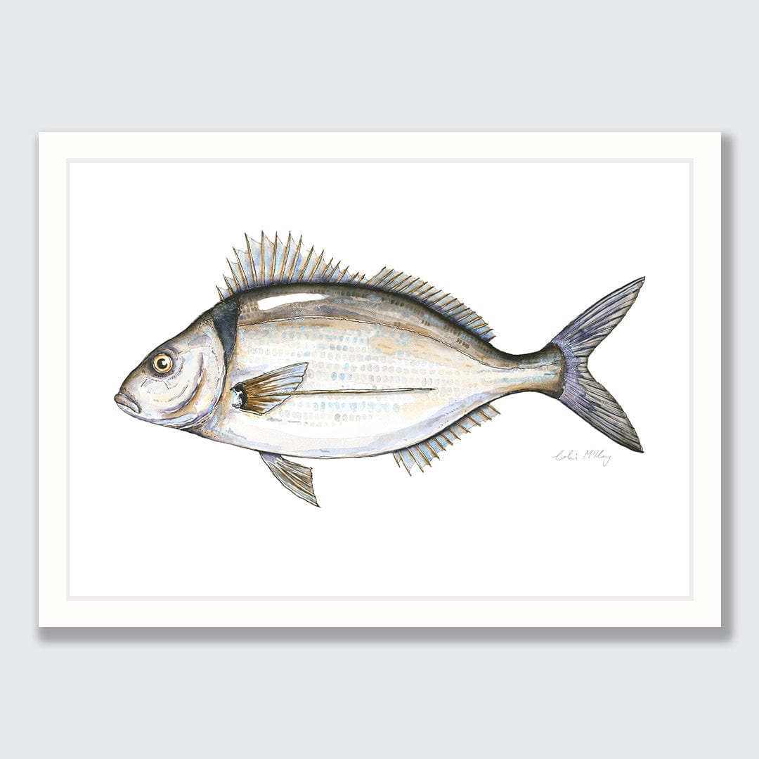 &#39;Timmy&#39; Tarakihi Art Print by Colin McKay