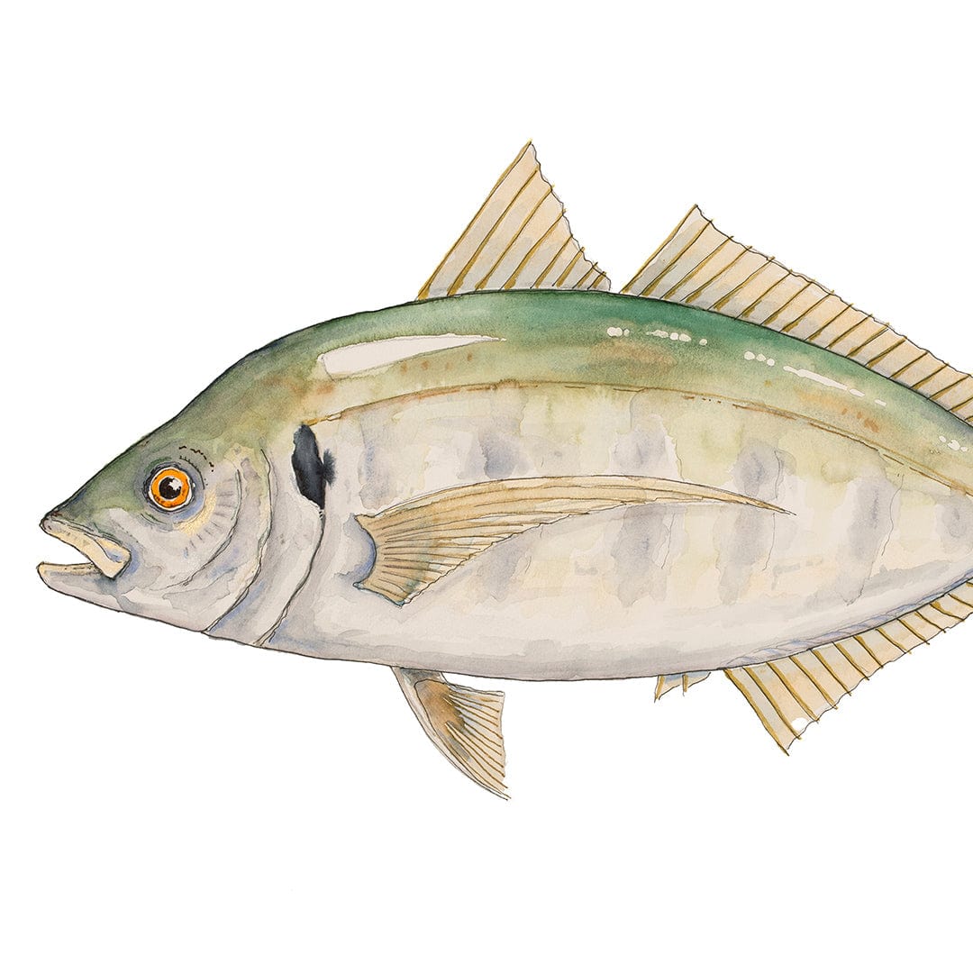 'Trevor' Trevally Art Print by Colin McKay