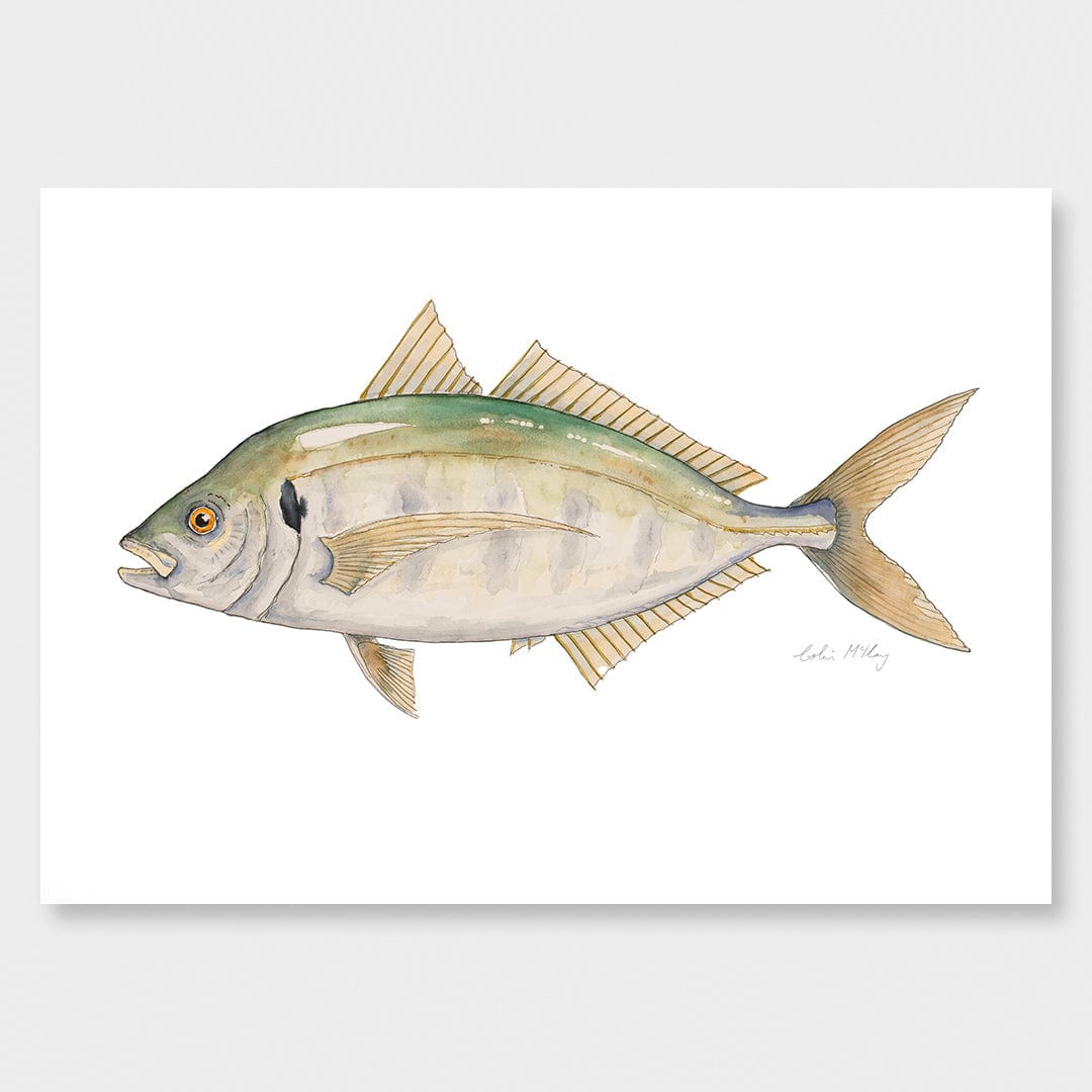 'Trevor' Trevally Art Print by Colin McKay