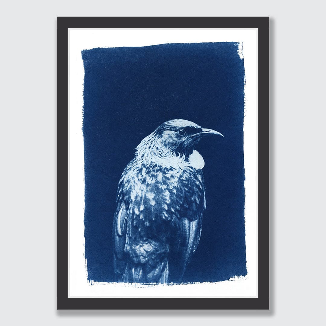 Tui Cyanotype by Sophia Jenny