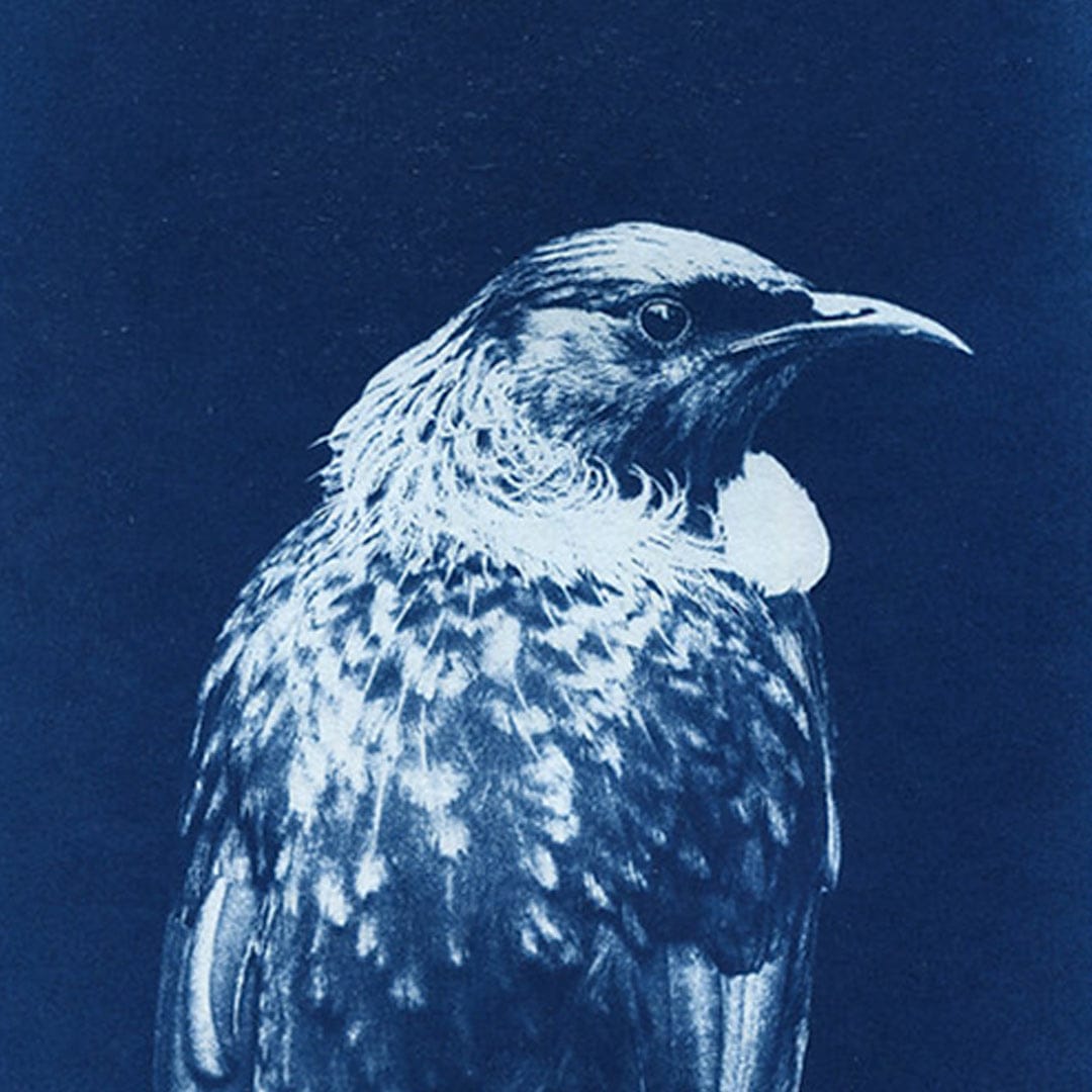 Tui Cyanotype by Sophia Jenny