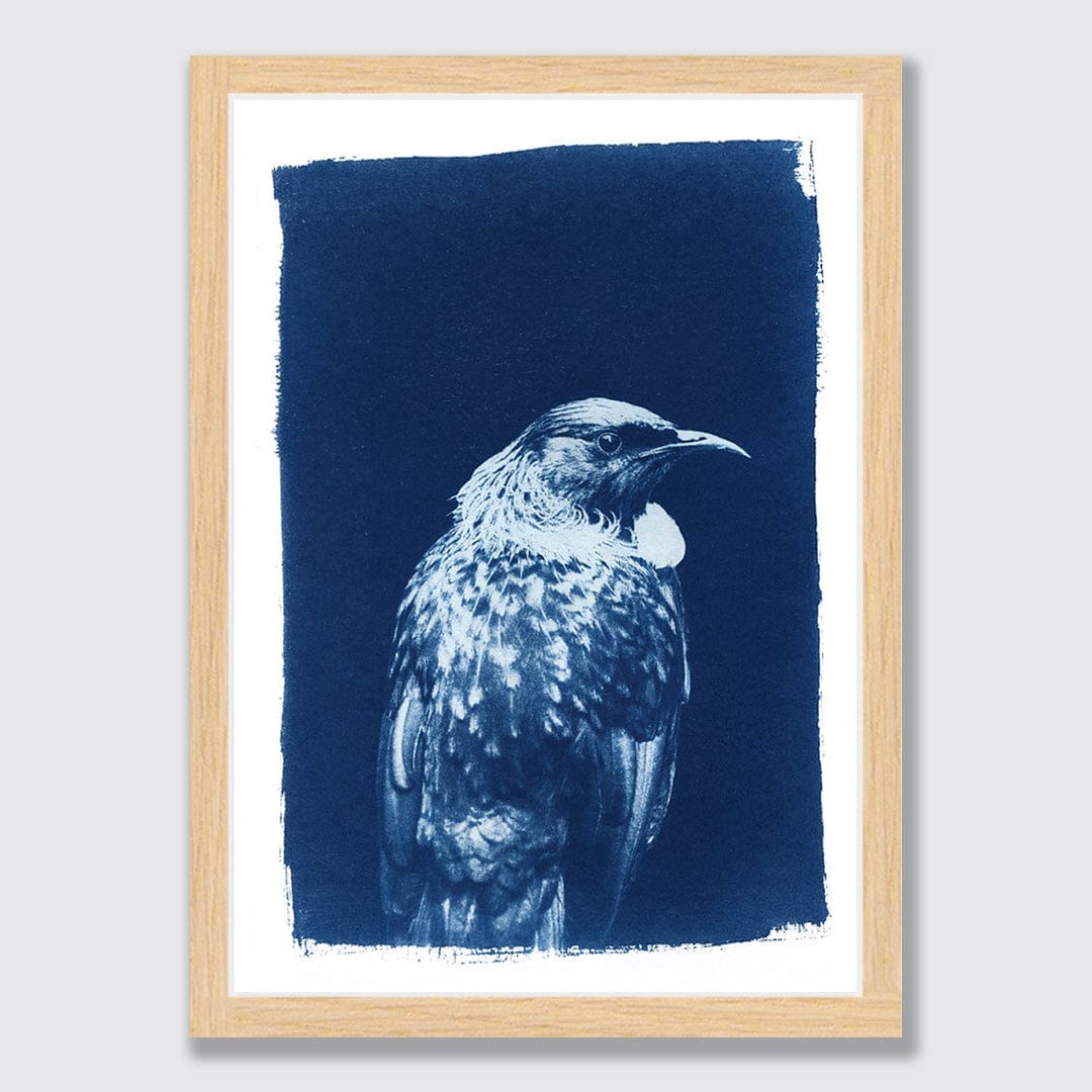 Tui Cyanotype by Sophia Jenny