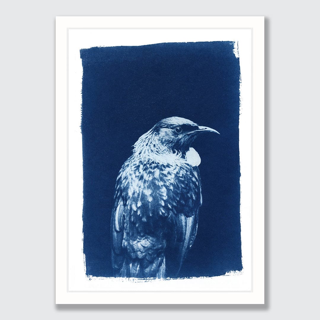 Tui Cyanotype by Sophia Jenny
