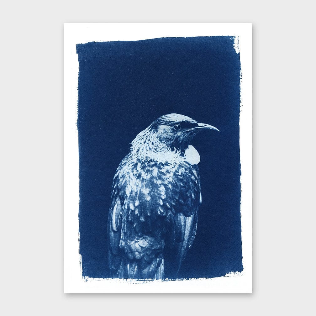 Tui Cyanotype by Sophia Jenny
