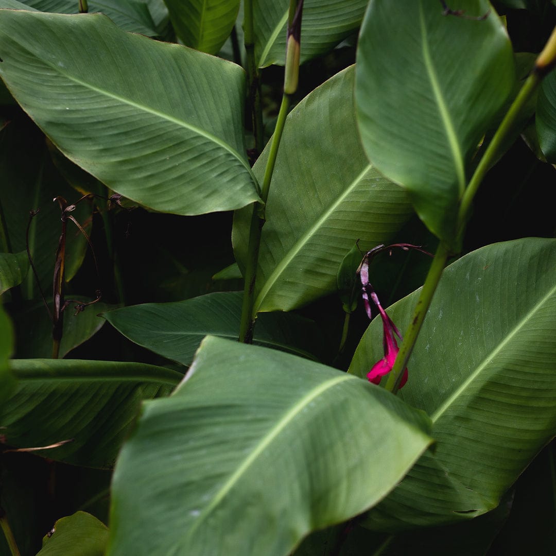Verdant Photographic Art Print by Charlotte Clements