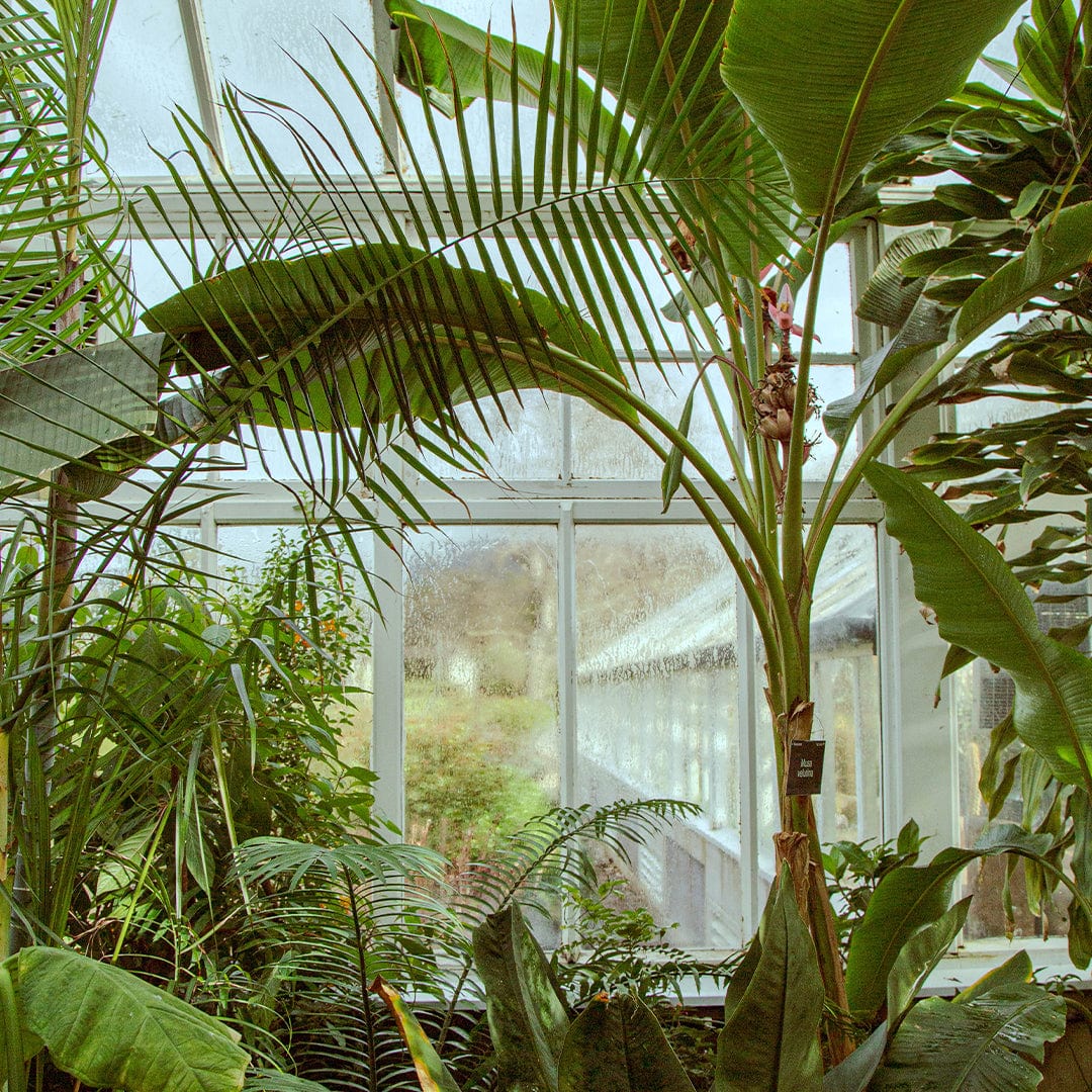 Winter Garden Photographic Print by Amy Wybrow