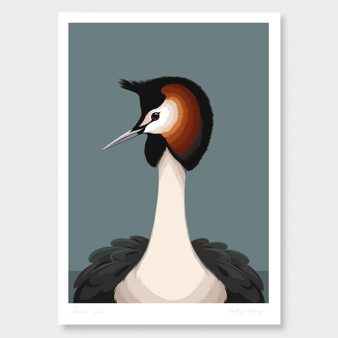 Australasian Crested Grebe Art Print by Cathy Hansby
