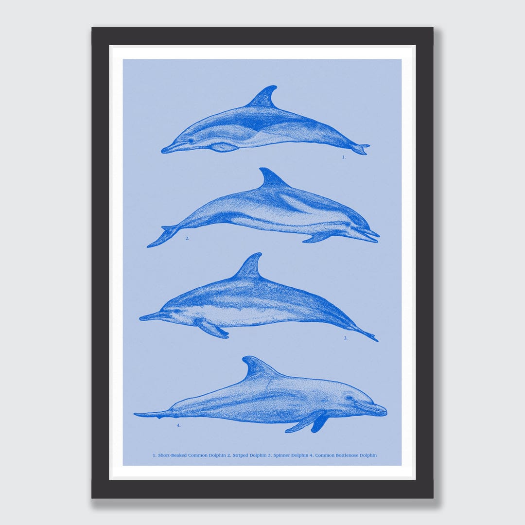 Dolphin Species Natural Art Print by Nathan Miller