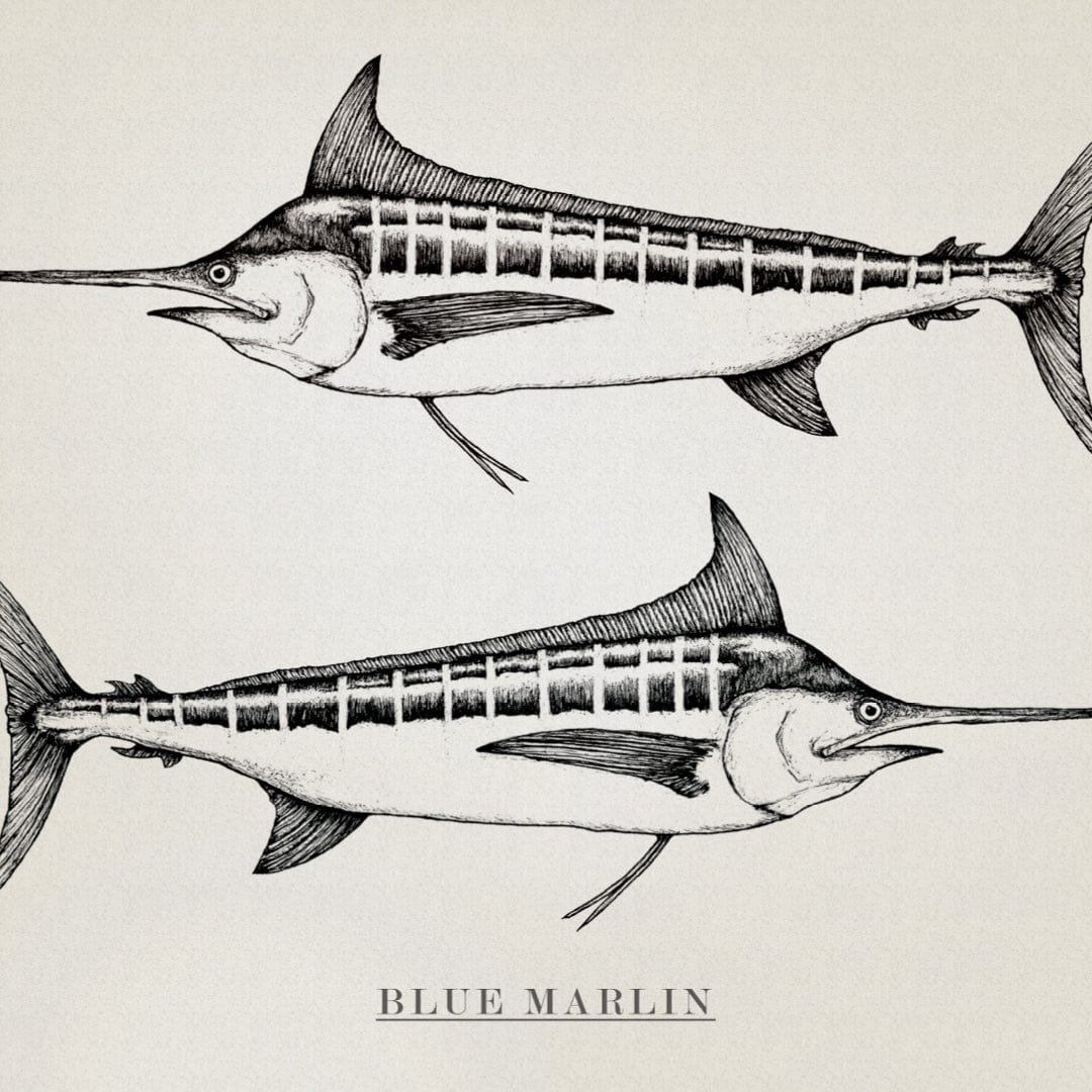 Blue Marlin Art Print by Nathan Miller