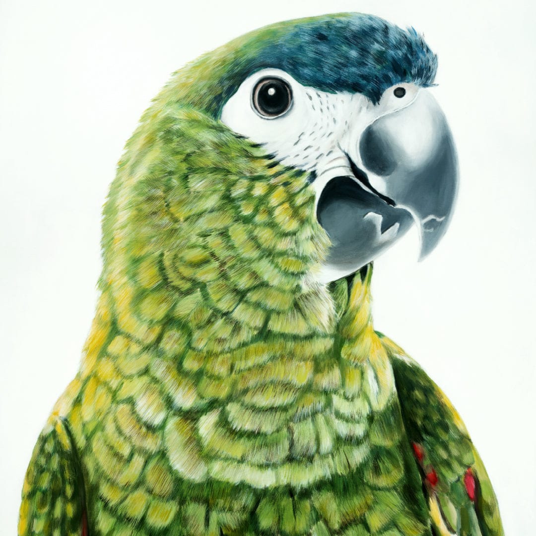 Clarence Hahn's Macaw Art Print by Margaret Petchell