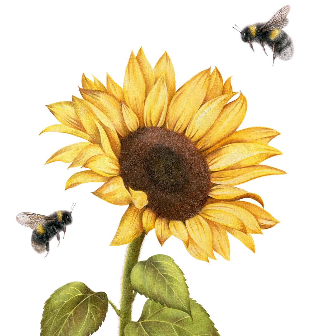 Sunflower and Bees Art Print by Olivia Bezett