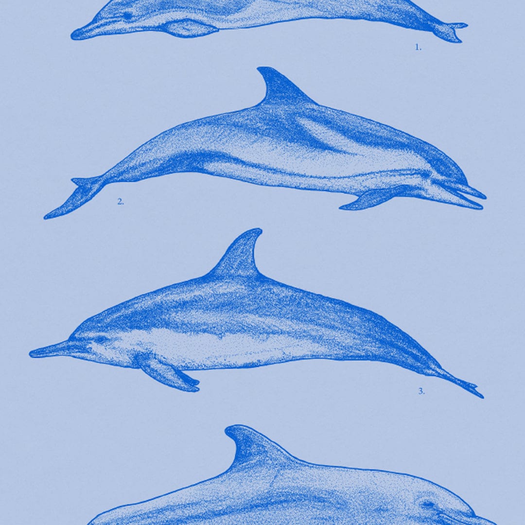 Dolphin Species Natural Art Print by Nathan Miller