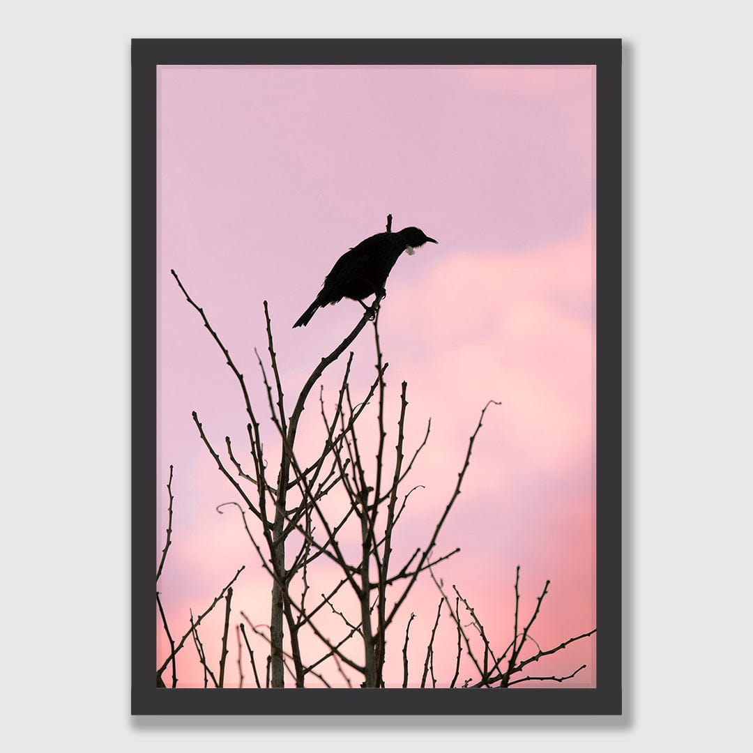 Early Bird Tui Photographic Print by Jeremy Cole