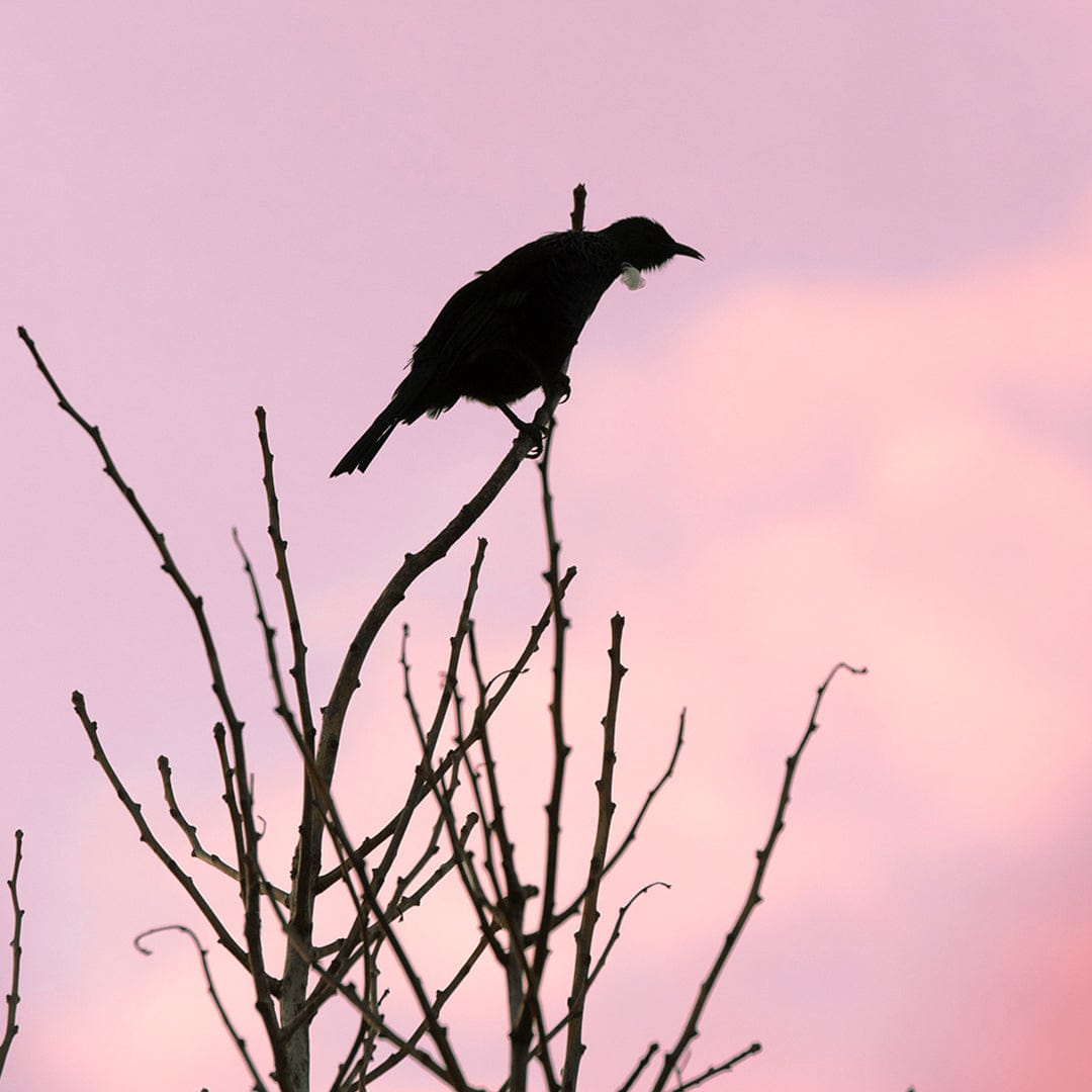 Early Bird Tui Photographic Print by Jeremy Cole