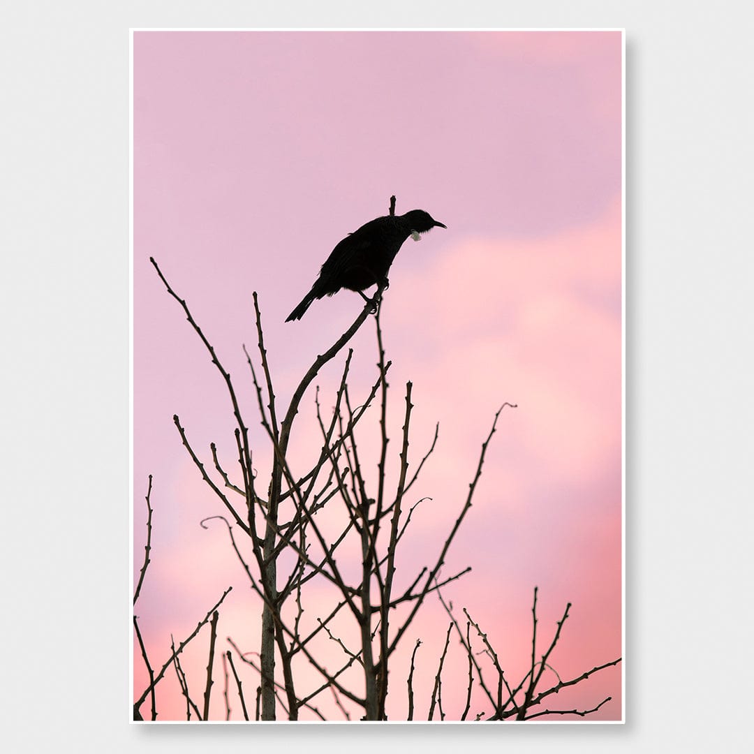 Early Bird Tui Photographic Print by Jeremy Cole