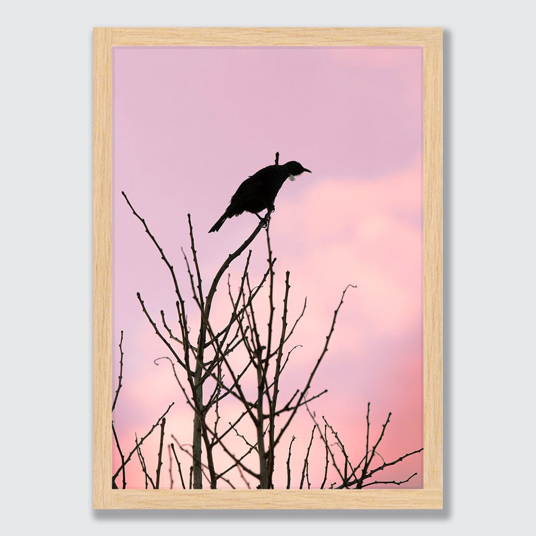 Early Bird Tui Photographic Print by Jeremy Cole