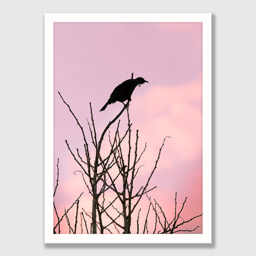 Early Bird Tui Photographic Print by Jeremy Cole