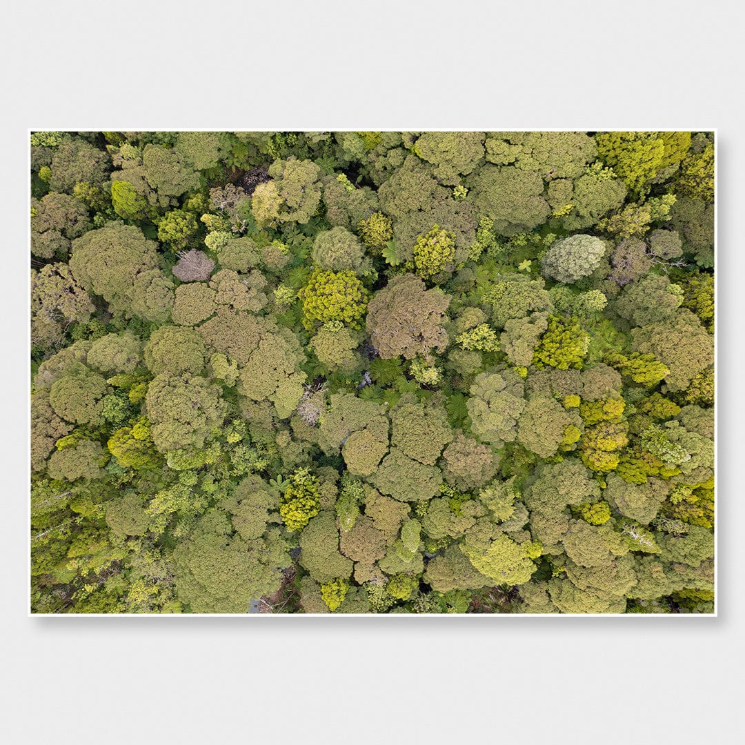 Green Your Greens Photographic Print by Jeremy Cole