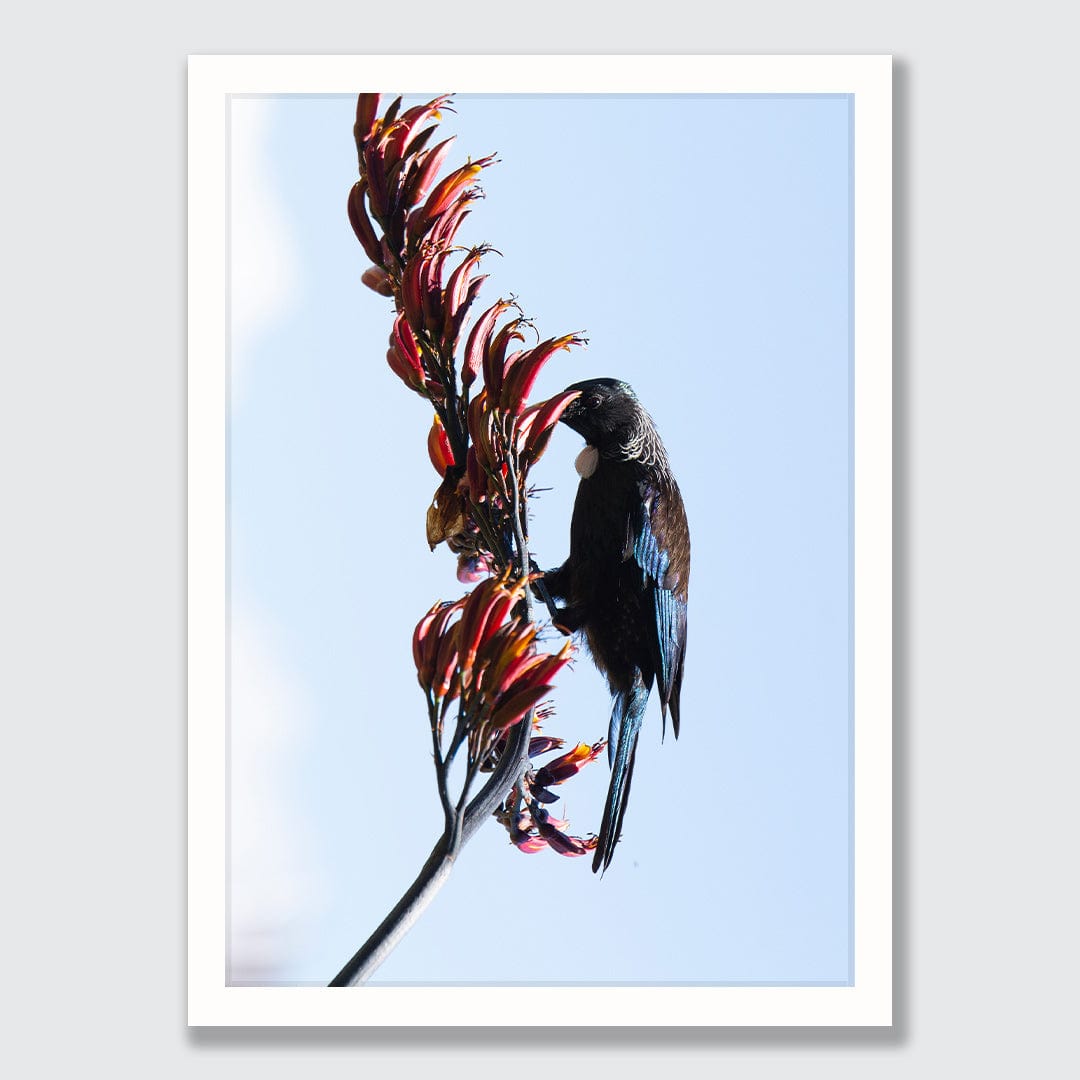 Hungry Tui Photographic Print by Jeremy Cole