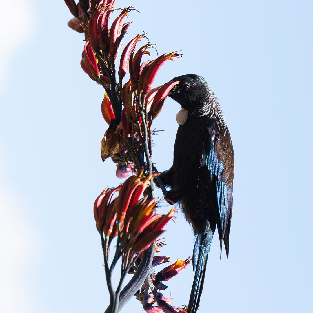 Hungry Tui Photographic Print by Jeremy Cole