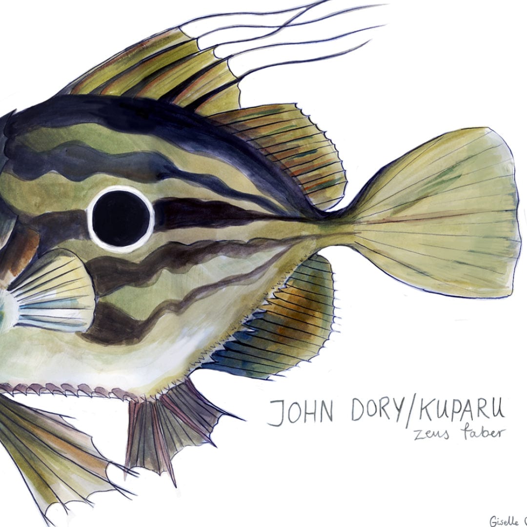 John Dory Art Print by Giselle Clarkson