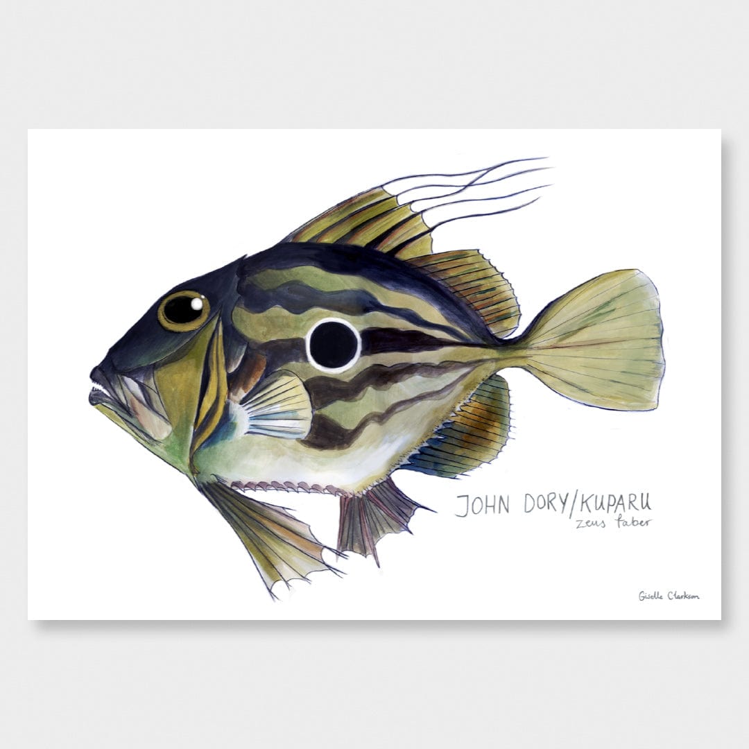 John Dory Art Print by Giselle Clarkson