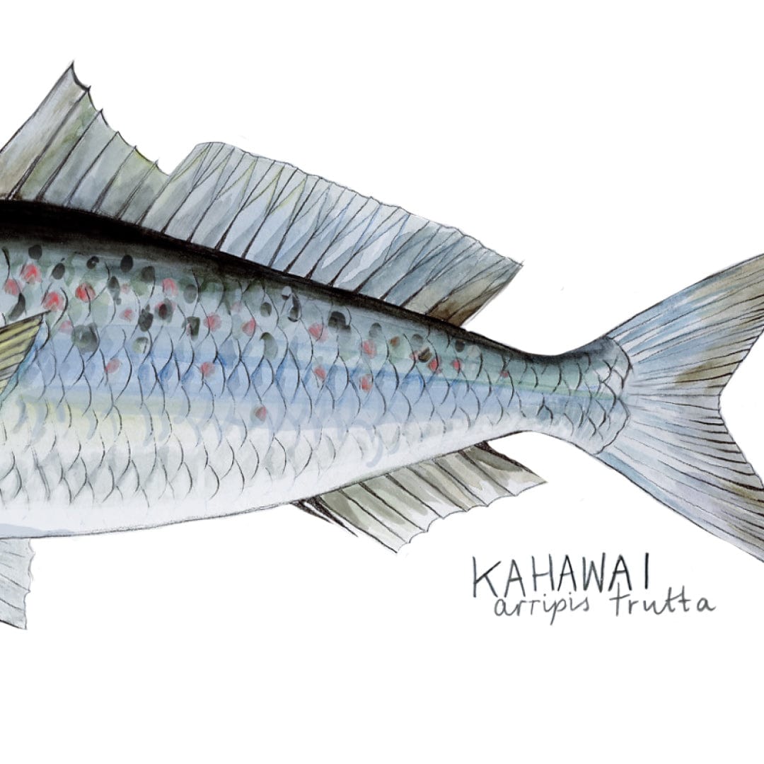 Kahawai Art Print by Giselle Clarkson