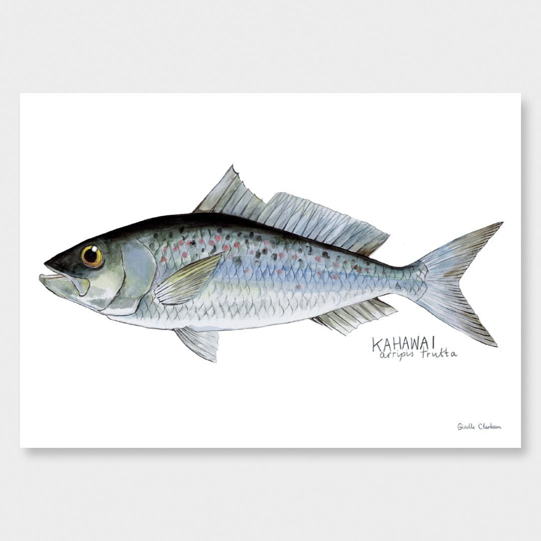 Kahawai Art Print by Giselle Clarkson