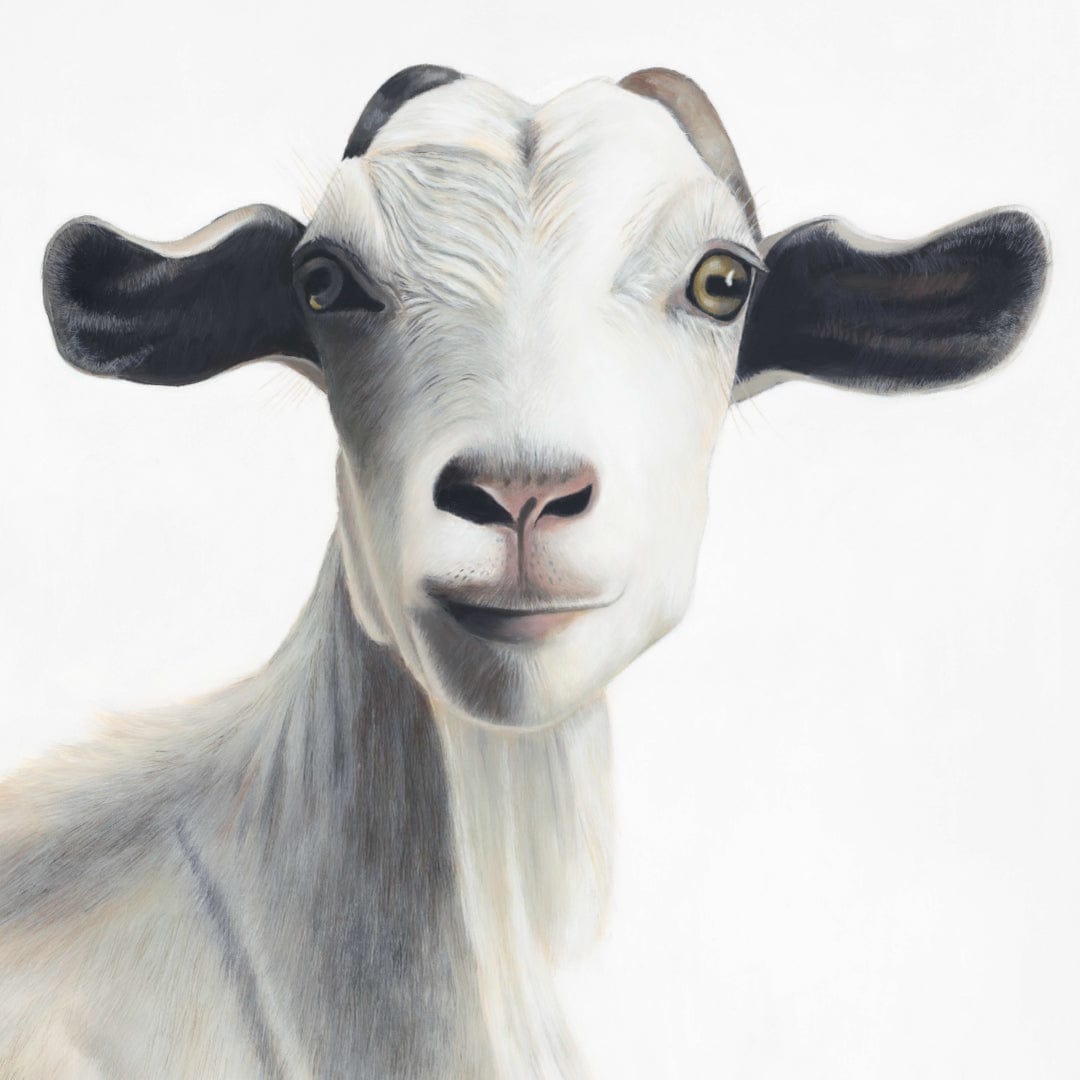 Morgan Goat Art Print by Margaret Petchell