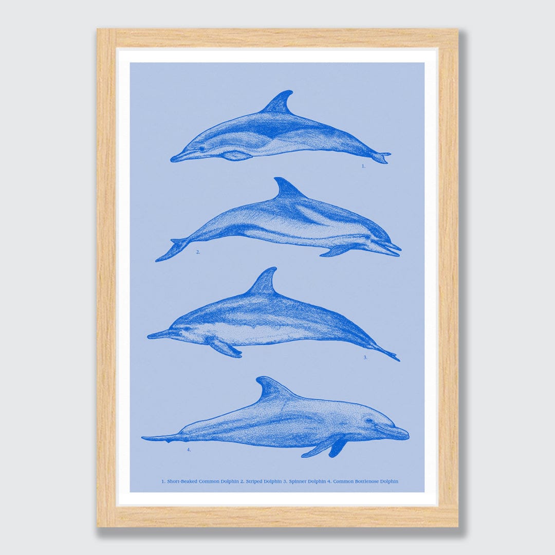 Dolphin Species Natural Art Print by Nathan Miller