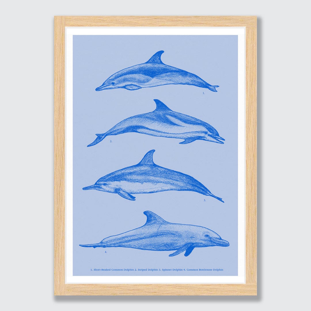 Dolphin Species Natural Art Print by Nathan Miller