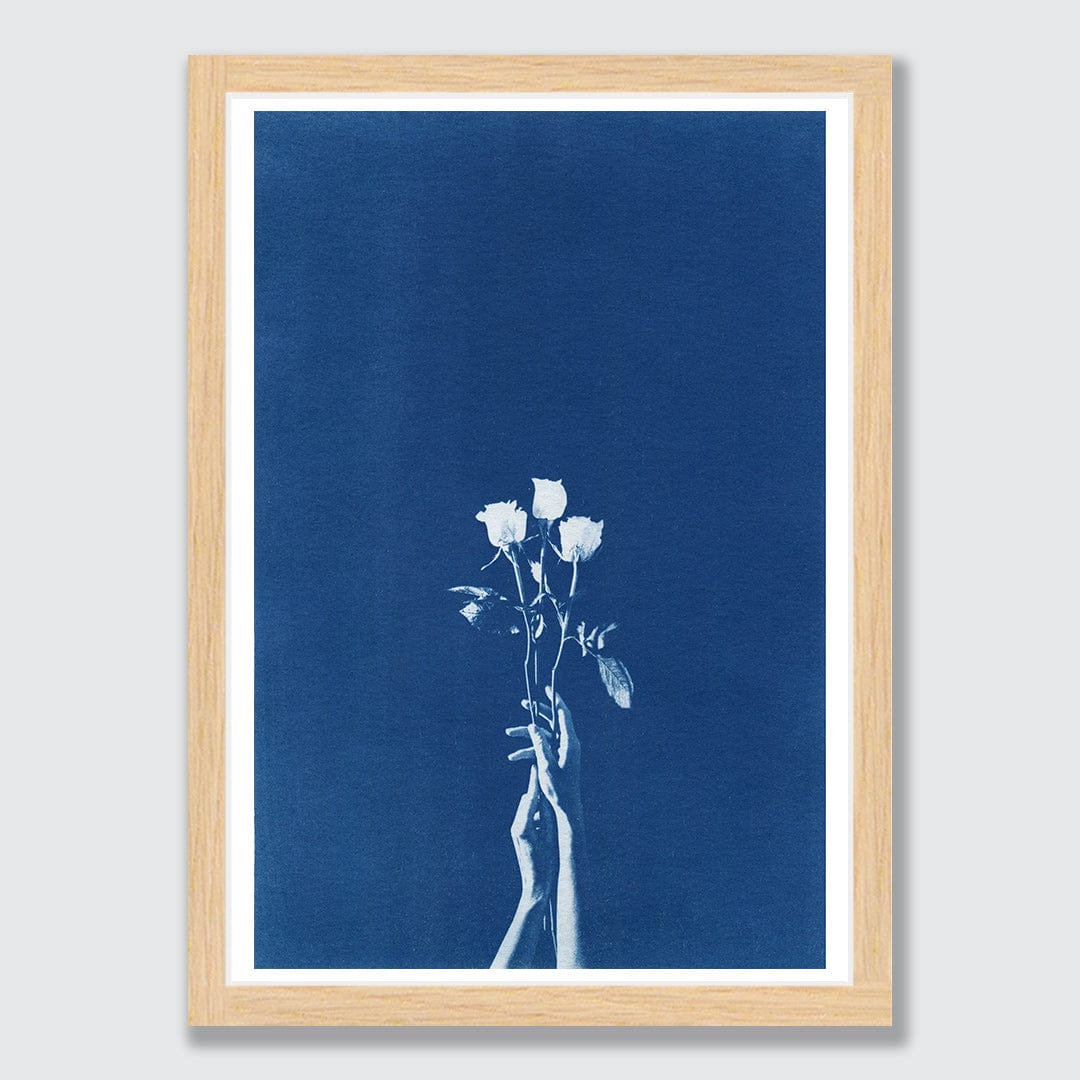 Chiaroscuro Roses Limited Edition Cyanotype by Sophia Jenny