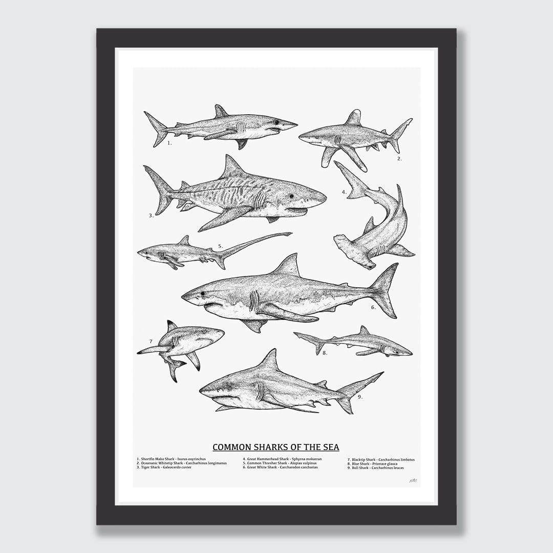 Sharks of the Sea Art Print by Nathan Miller