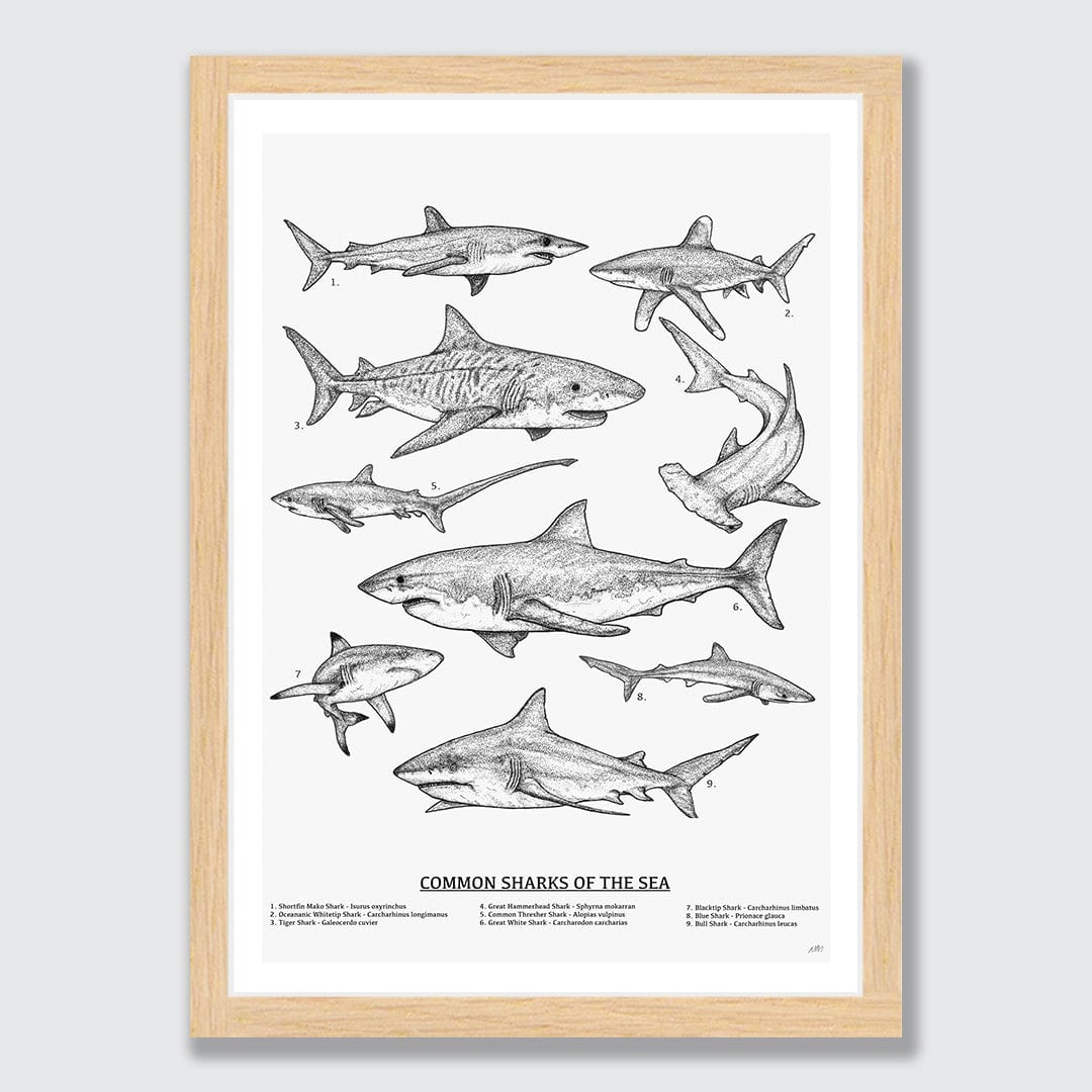 Sharks of the Sea Art Print by Nathan Miller