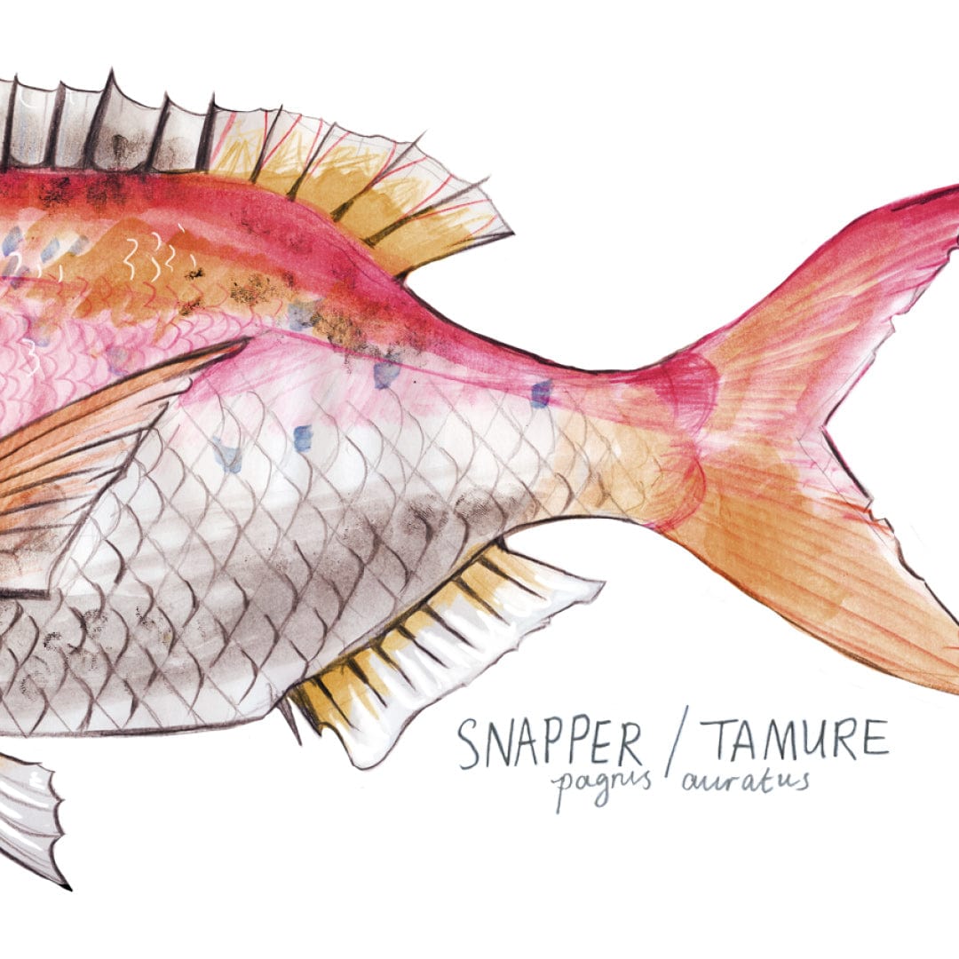 Snapper Art Print by Giselle Clarkson