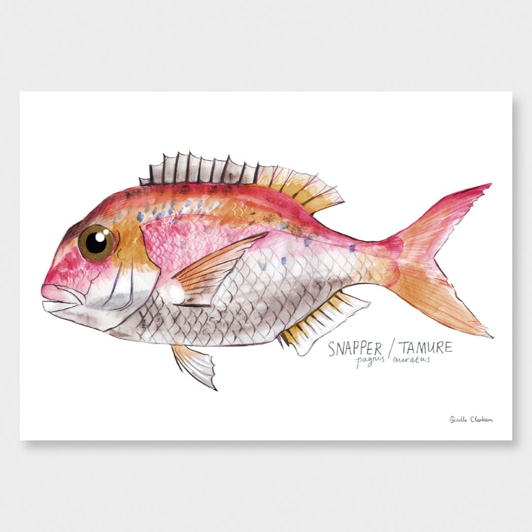 Snapper Art Print by Giselle Clarkson