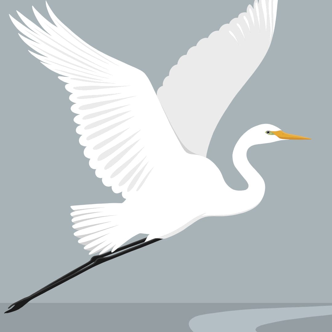 White Heron - Kotuku Art Print by Cathy Hansby