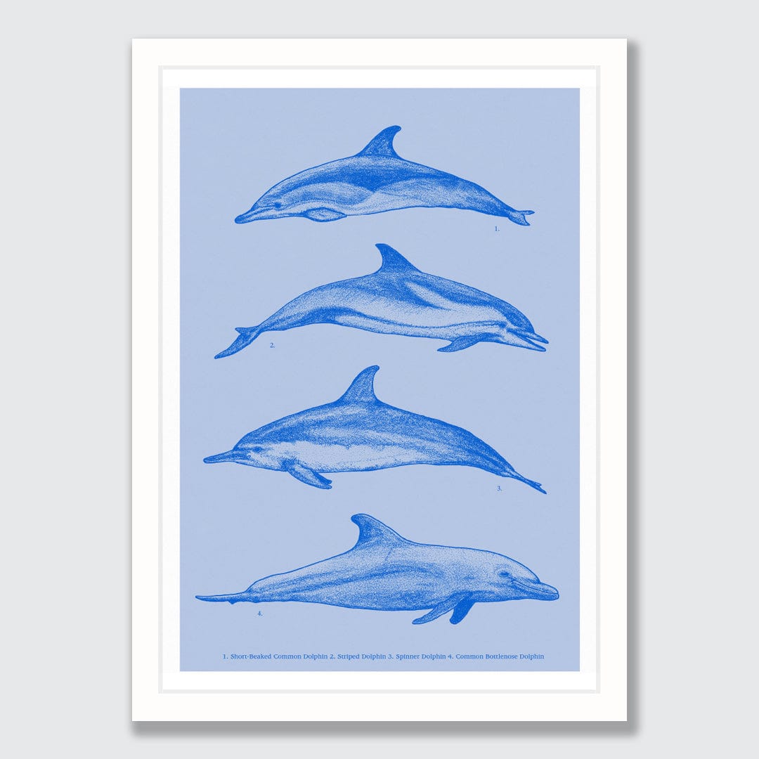 Dolphin Species Natural Art Print by Nathan Miller