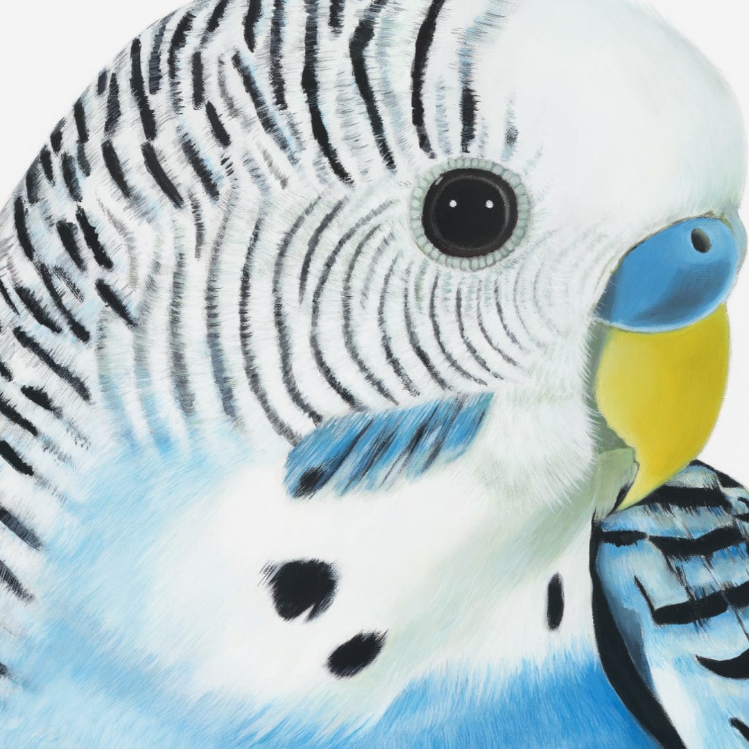 Wilbur Budgie Art Print by Margaret Petchell