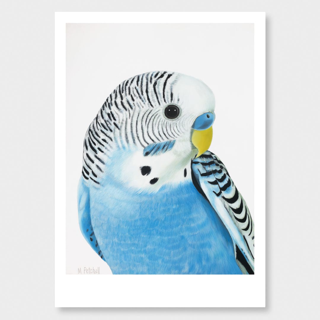 Wilbur Budgie Art Print by Margaret Petchell