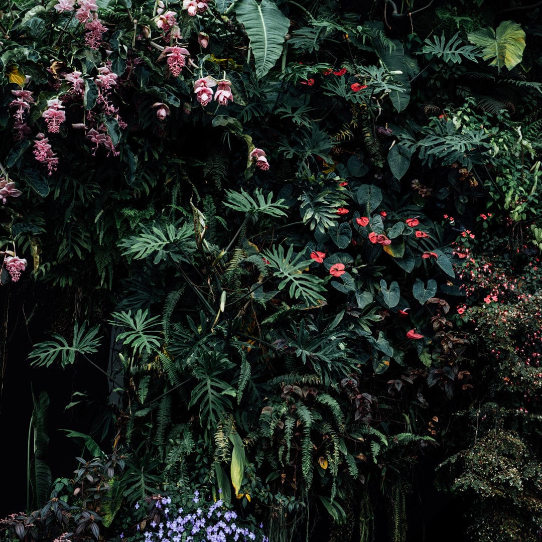 Alchemy I Limited Edition Photographic Print by Amy Wybrow