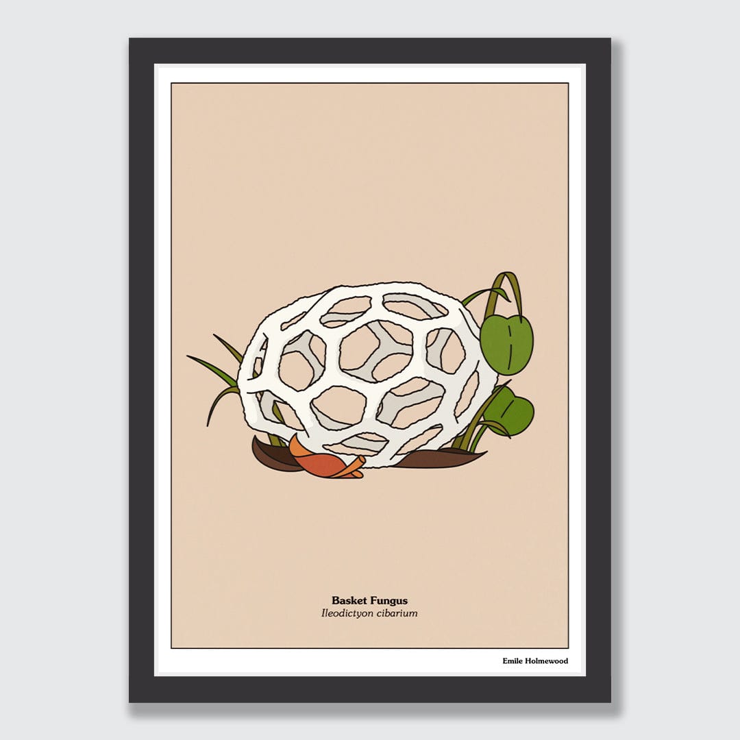Basket Fungus Art Print by Emile Holmewood